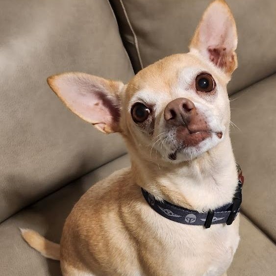 Elvie, ADOPTABLE, Senior Male Chihuahua.
