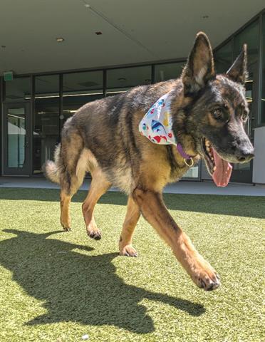 ATHENA, Adoptable, Senior Female German Shepherd Dog.