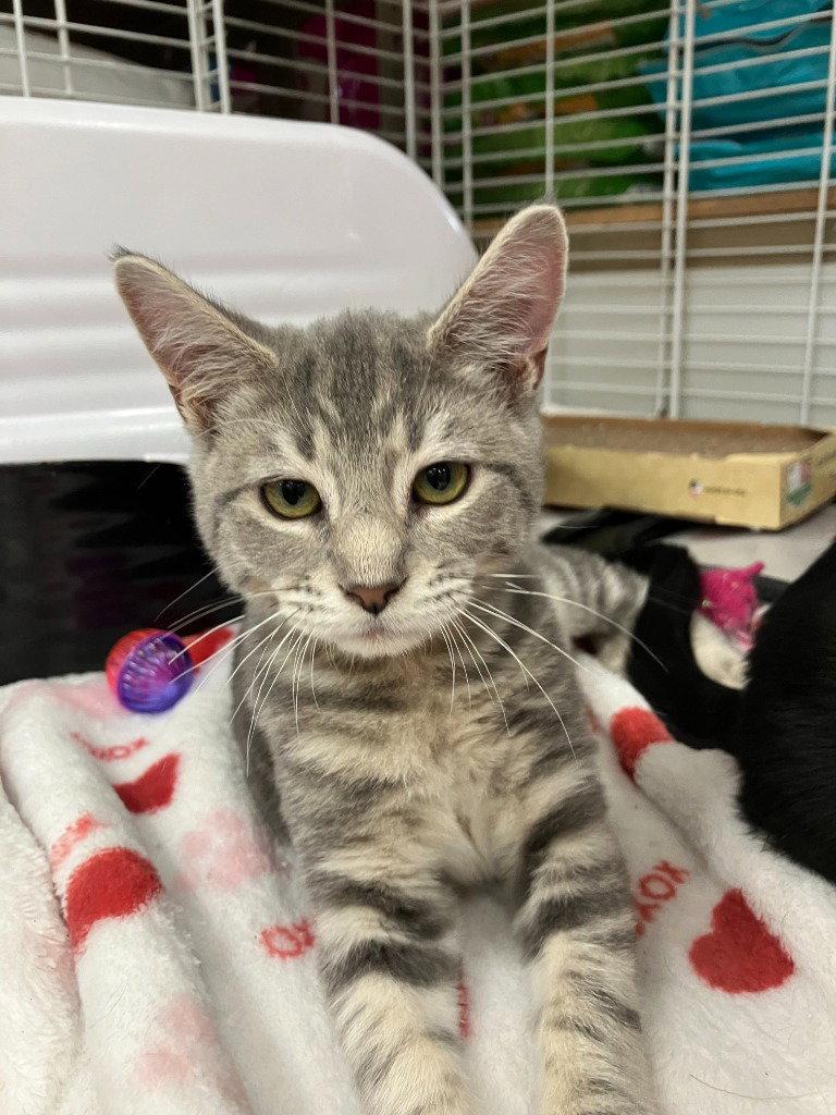 26-32 Tank, Adoptable, Kitten Male Domestic Short Hair.