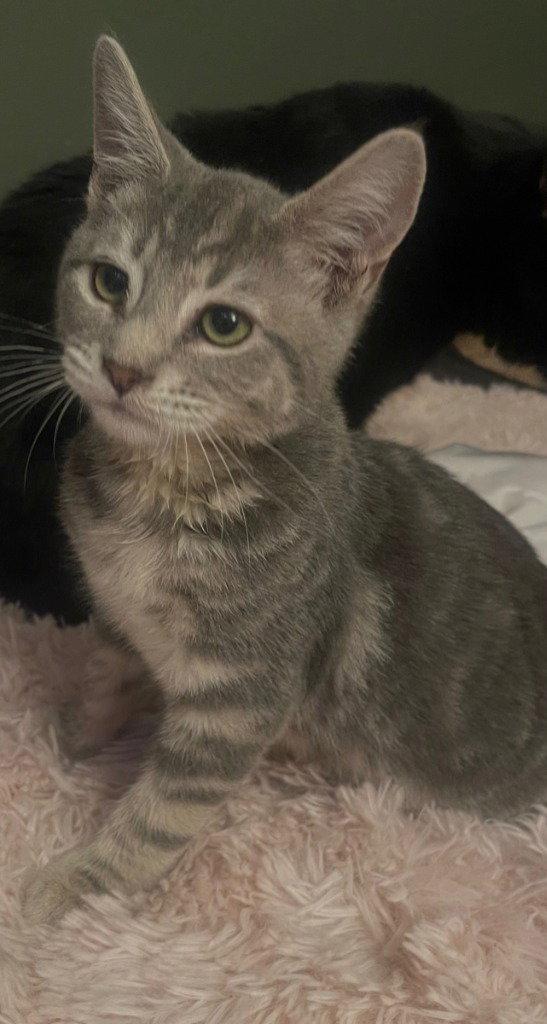 Enlarge 26-32 Tank, a Adoptable Domestic Short Hair in St. Helens, OR image 2/2