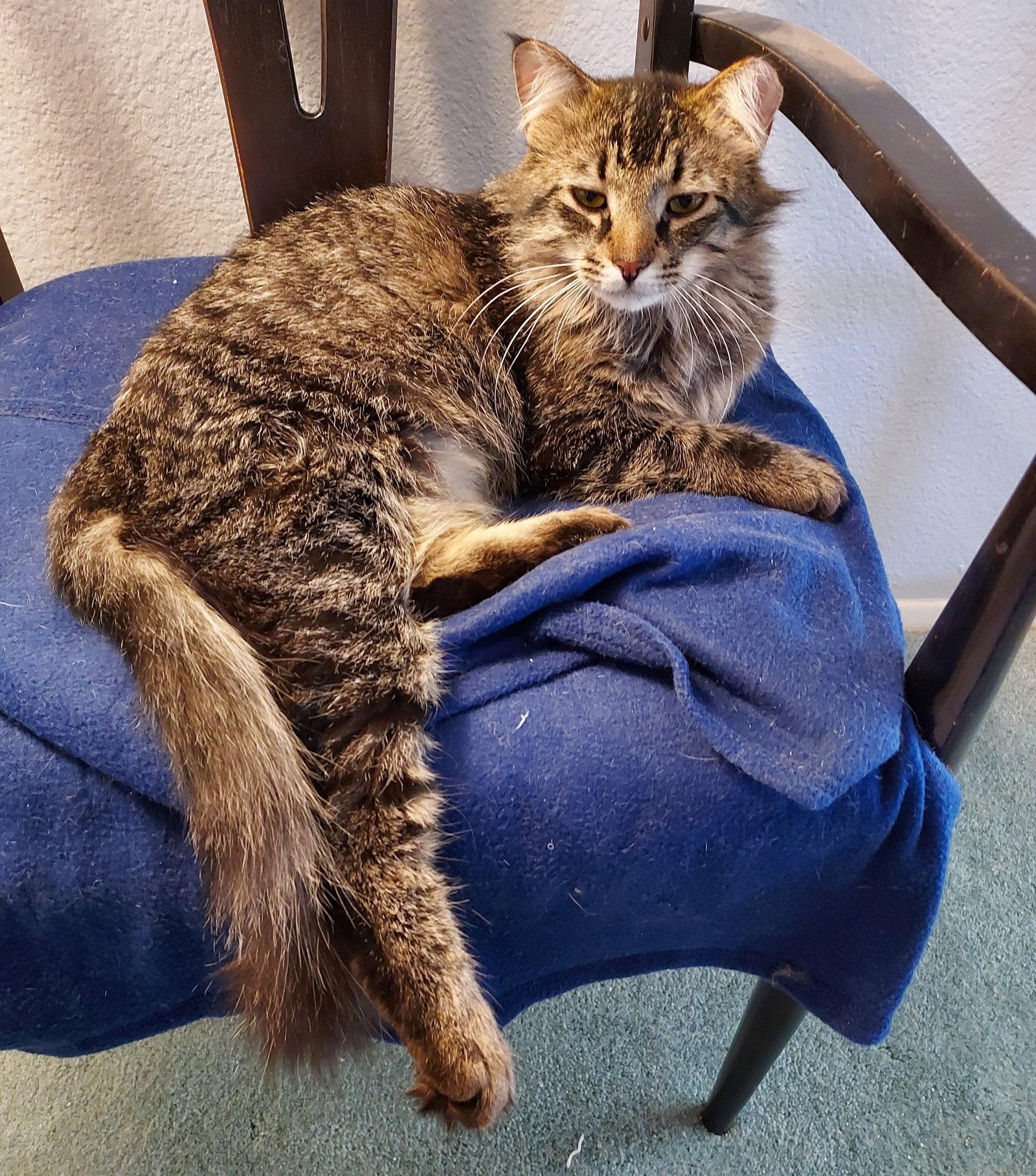 Enlarge DONNIE (Cat), a Adopted mixed breed in Chandler, AZ image 1/2