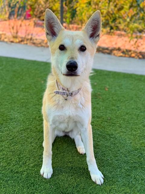 Enlarge SADIE, a Adoptable German Shepherd Dog in Agoura, CA image 1/1