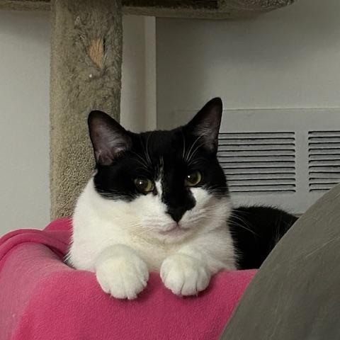 Max, a Adoptable Domestic Short Hair in Pickering, ON image 4/6