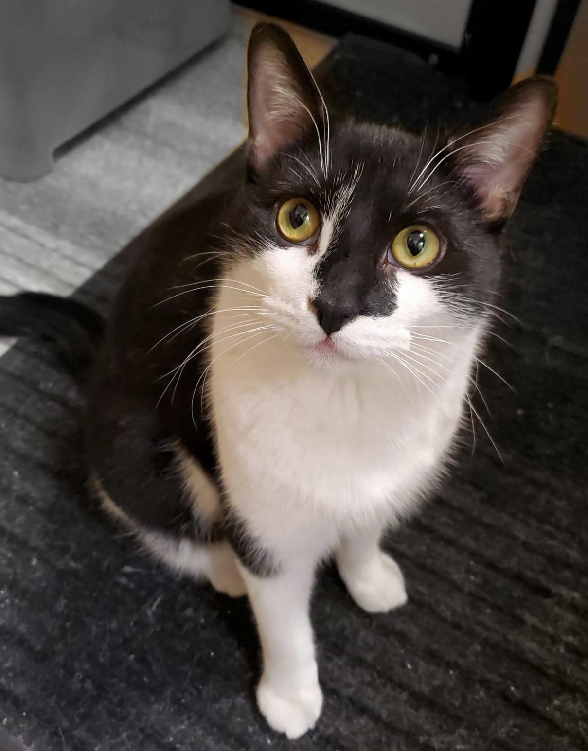 Max, Adoptable, Young Male Domestic Short Hair.