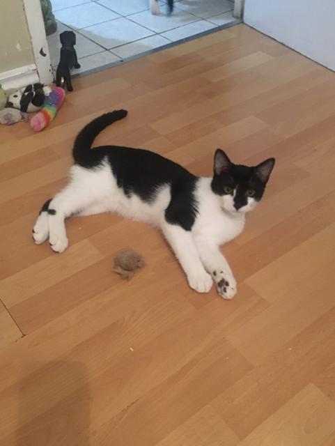 Max, a Adoptable Domestic Short Hair in Pickering, ON image 6/6