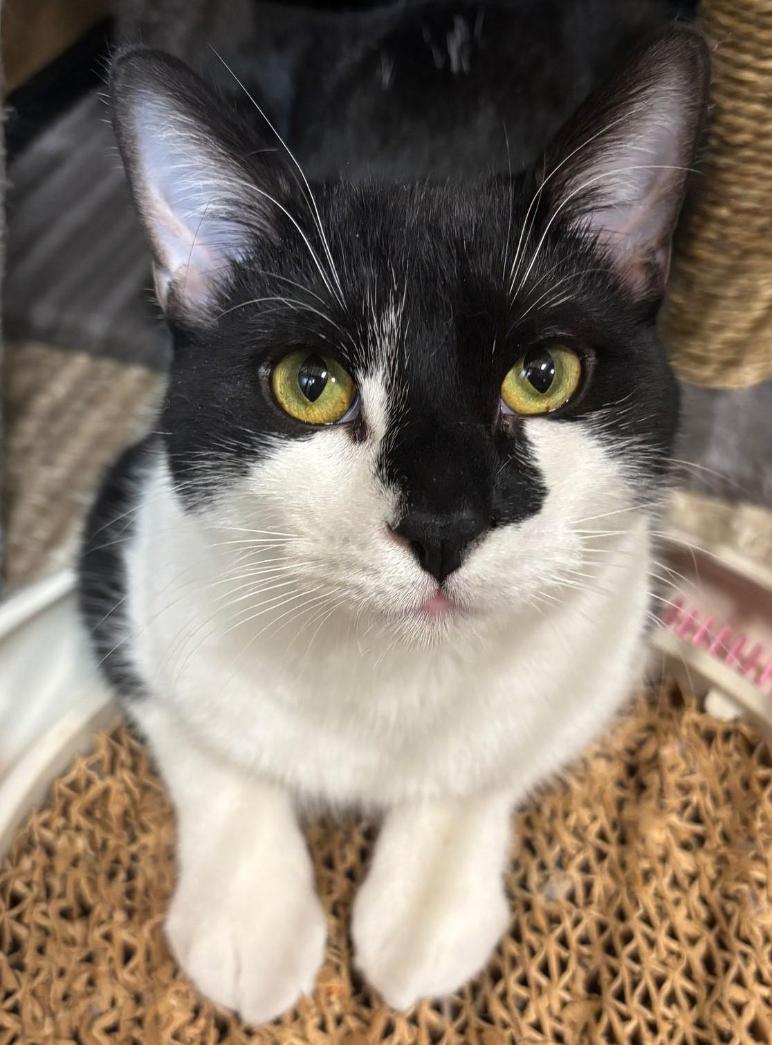 Max, a Adoptable Domestic Short Hair in Pickering, ON image 5/6