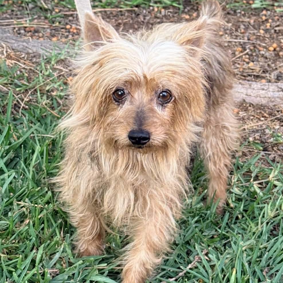 Enlarge Lora, an adopted mixed breed in San Diego, CA image 1/5