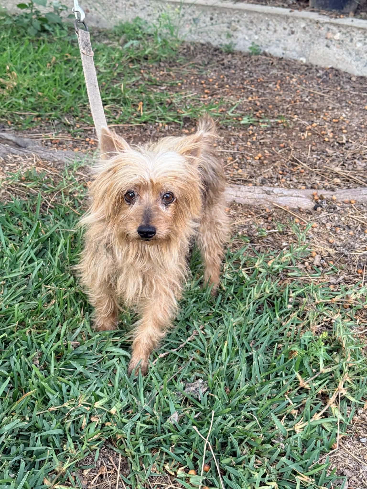 Enlarge Lora, an adopted mixed breed in San Diego, CA image 3/5