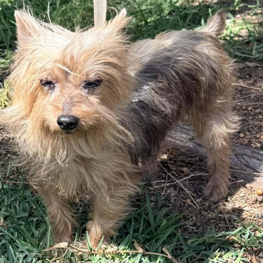 Enlarge Lora, an adopted mixed breed in San Diego, CA image 2/5