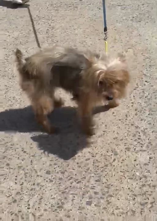 Enlarge Lora, an adopted mixed breed in San Diego, CA video 4/5