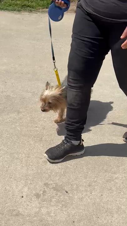 Enlarge Lora, an adopted mixed breed in San Diego, CA video 5/5