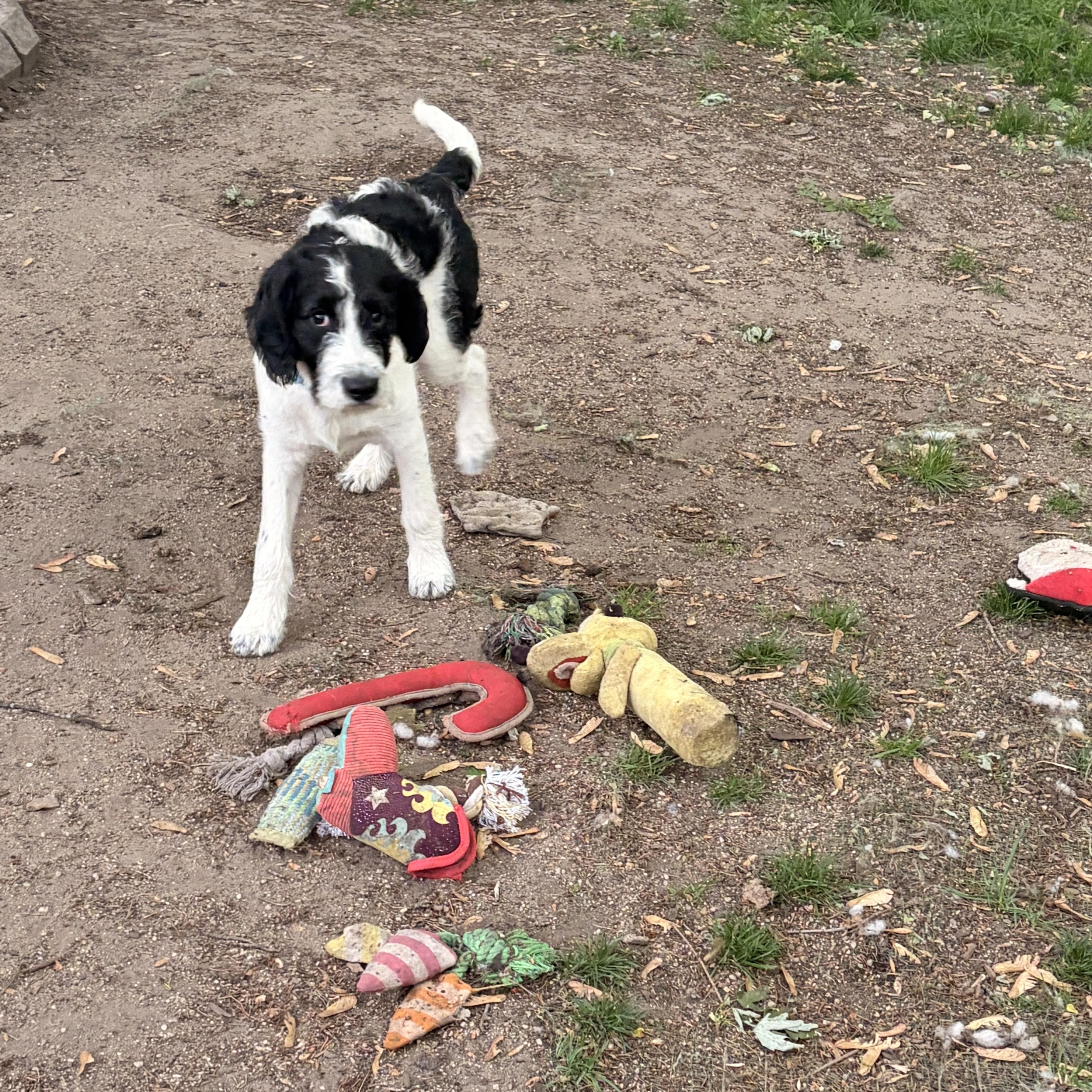 Enlarge Rome, a ADOPTABLE mixed breed in Byron, IL image 5/6