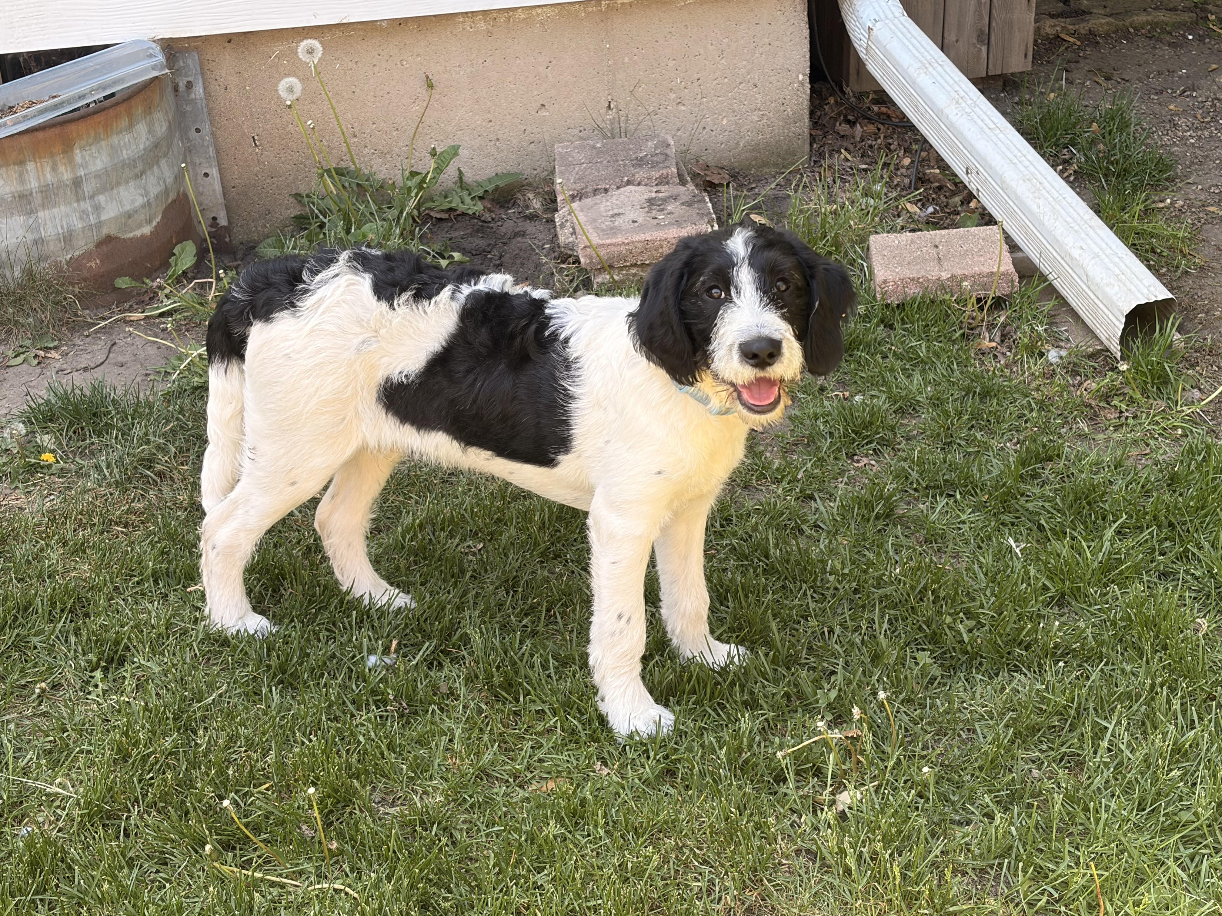 Enlarge Rome, a ADOPTABLE mixed breed in Byron, IL image 1/6