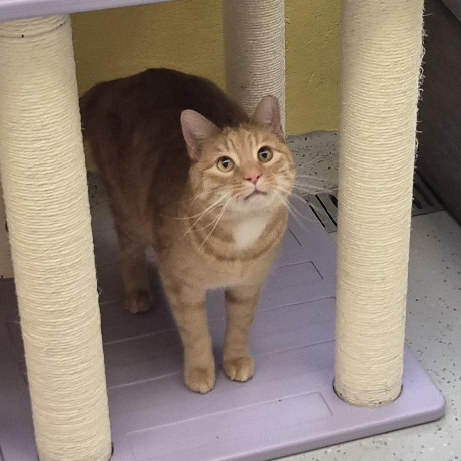 Kitty Cuervo — thumbnail 2