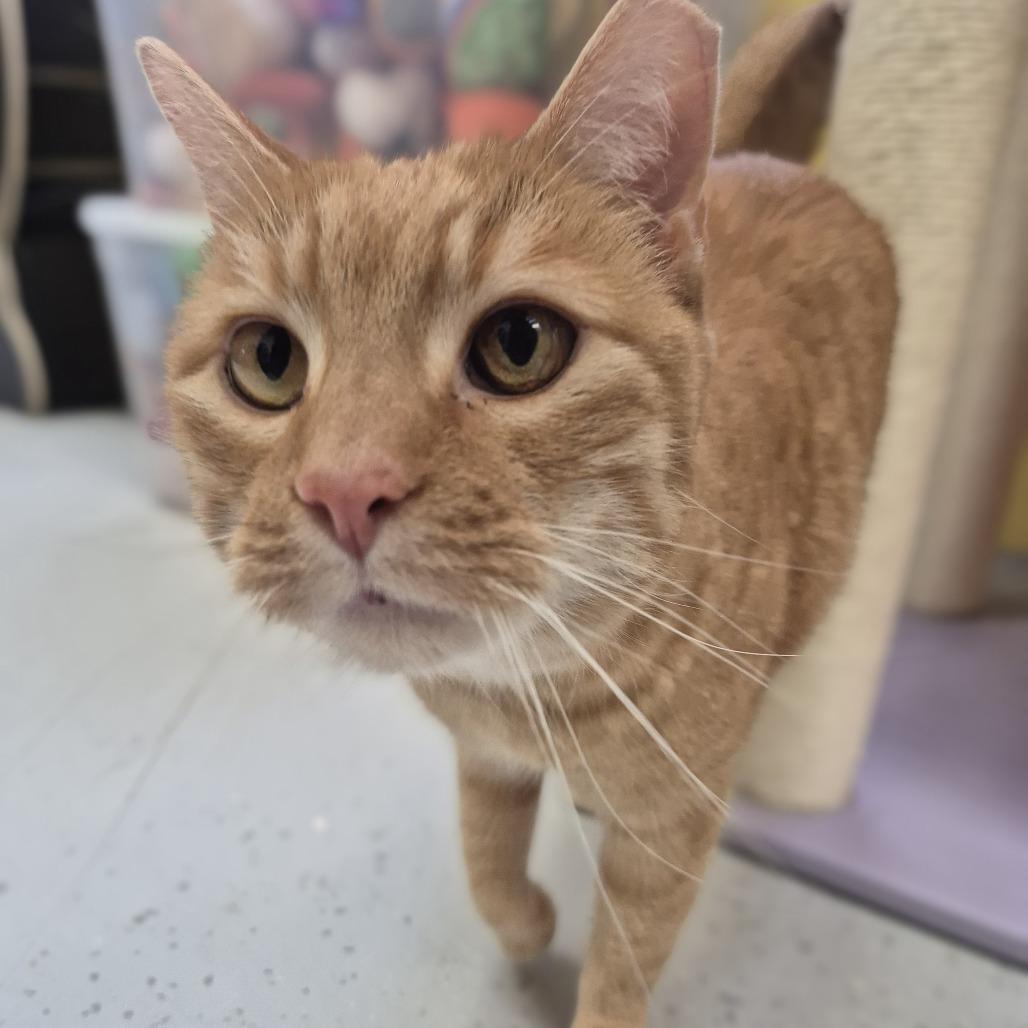 Kitty Cuervo — thumbnail 3