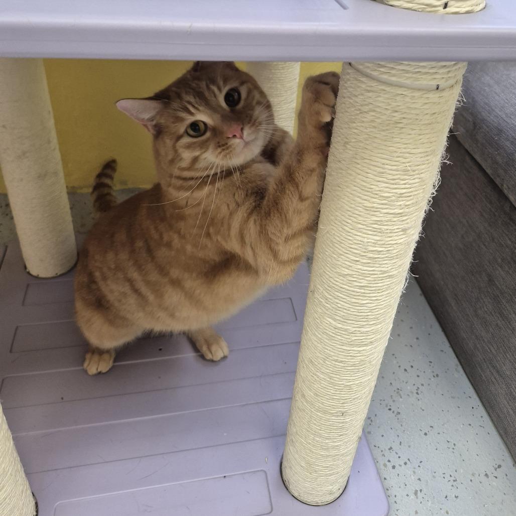 Kitty Cuervo — thumbnail 4