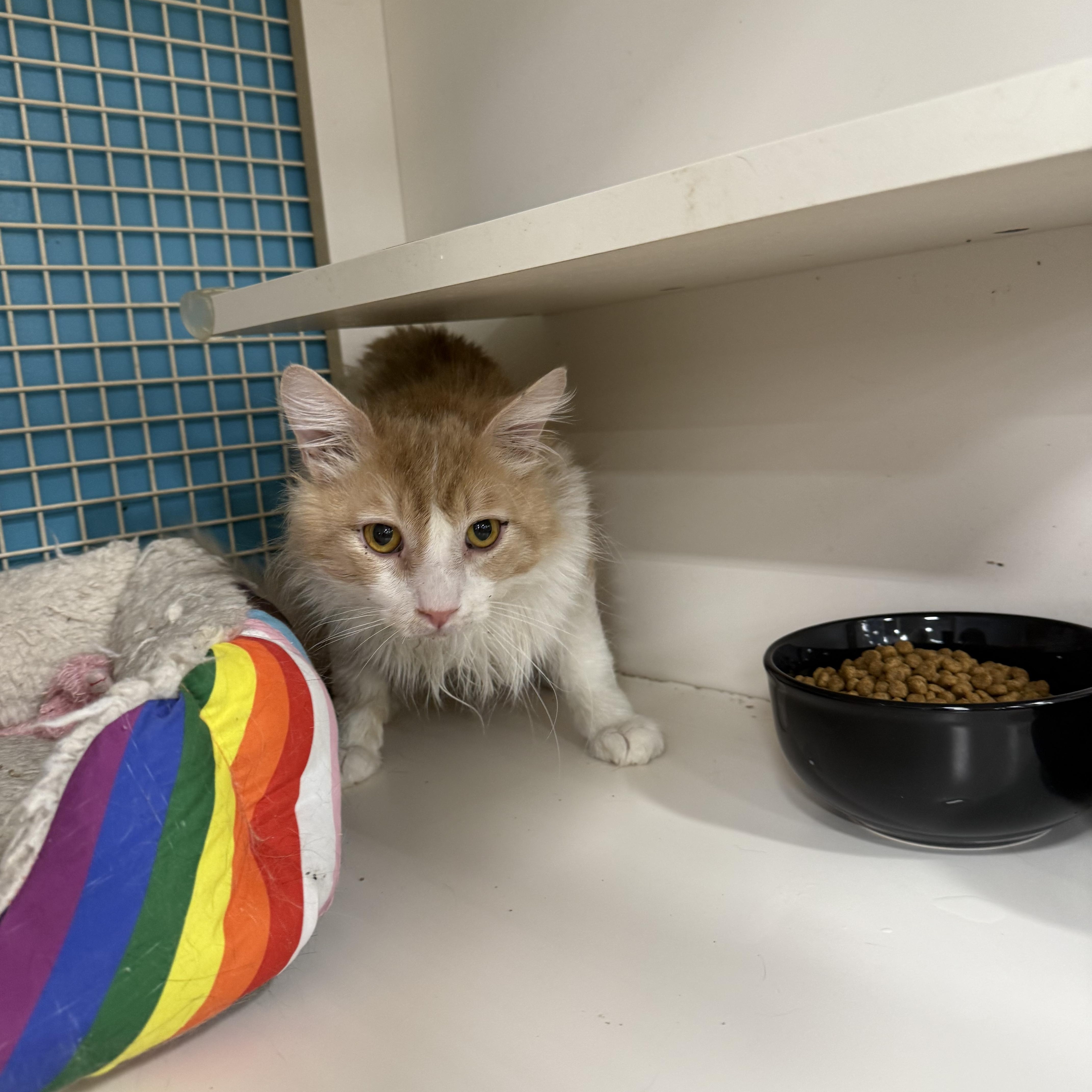 George, ADOPTABLE, Adult Male Domestic Medium Hair.