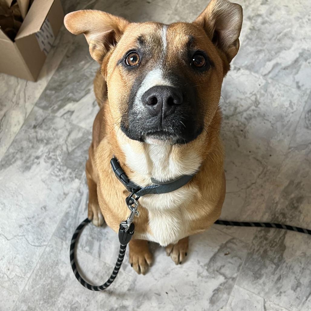 Bruno, Adoptable, Puppy Male Mixed Breed.