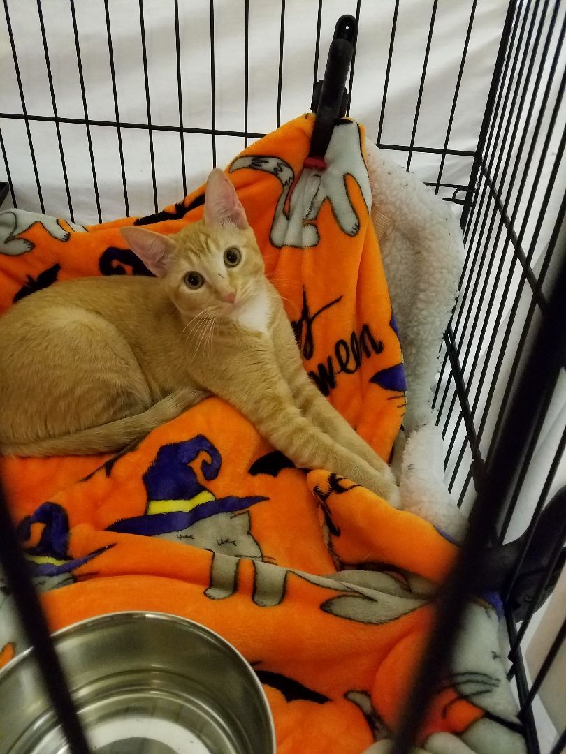 Enlarge Amber, a Adoptable mixed breed in Magnolia, TX image 1/8