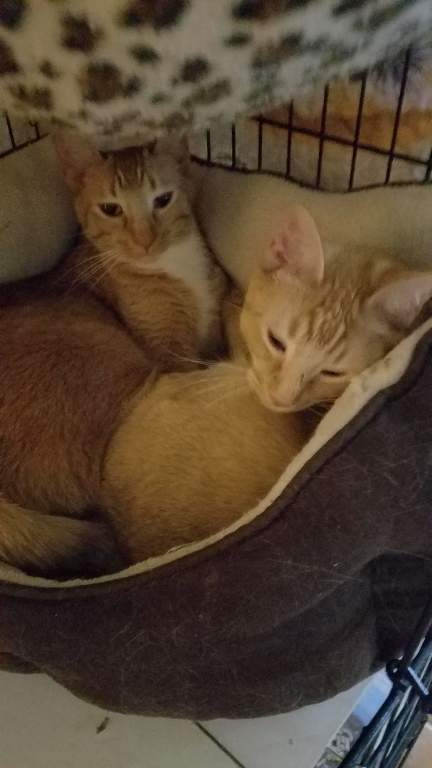 Enlarge Amber, a Adoptable mixed breed in Magnolia, TX image 2/8