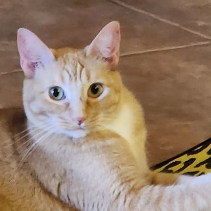 Enlarge Amber, a Adoptable mixed breed in Magnolia, TX image 3/8