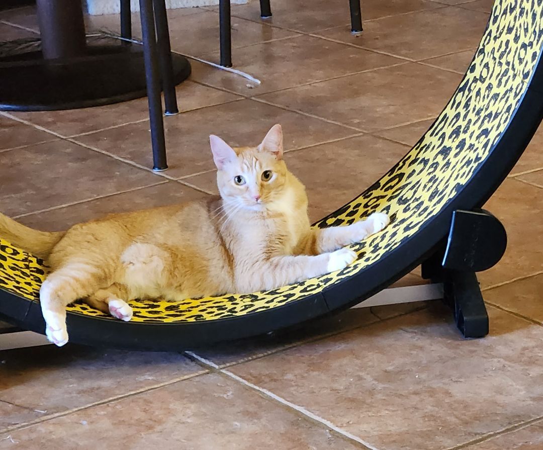 Enlarge Amber, a Adoptable mixed breed in Magnolia, TX image 4/8