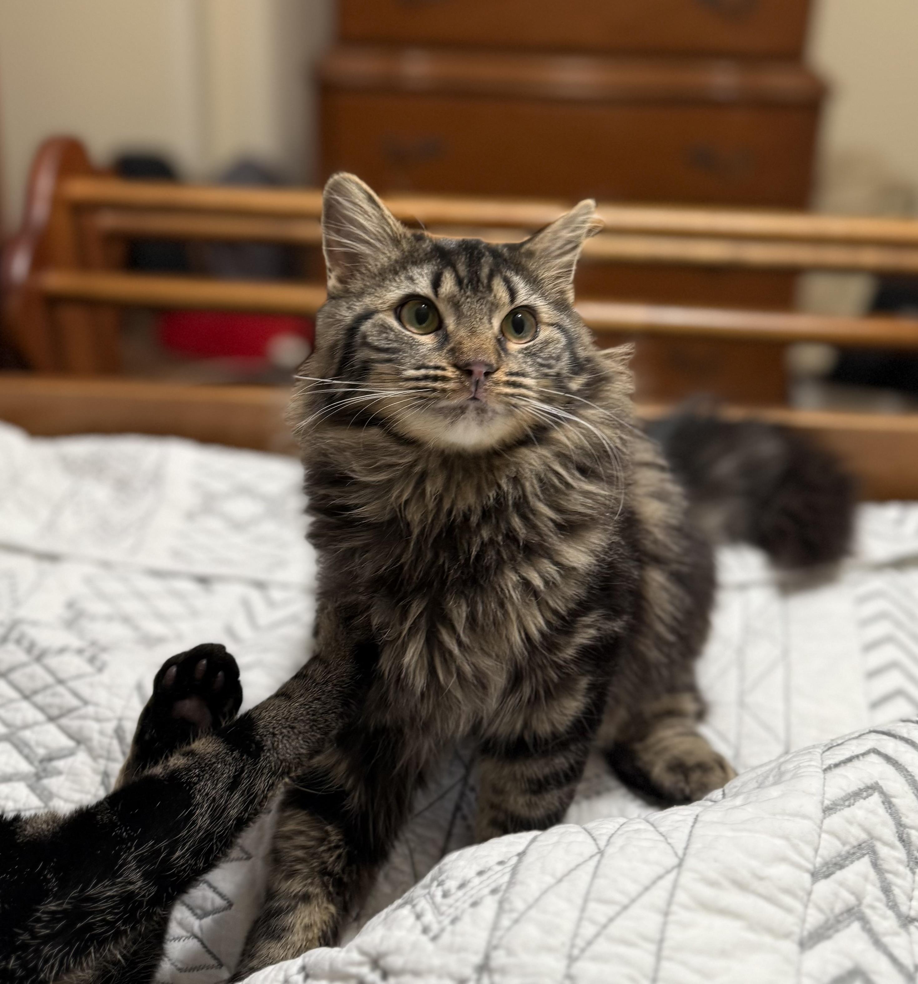 Artemis-Beauty and Jake, Adoptable, Young Female Domestic Medium Hair & Maine Coon.