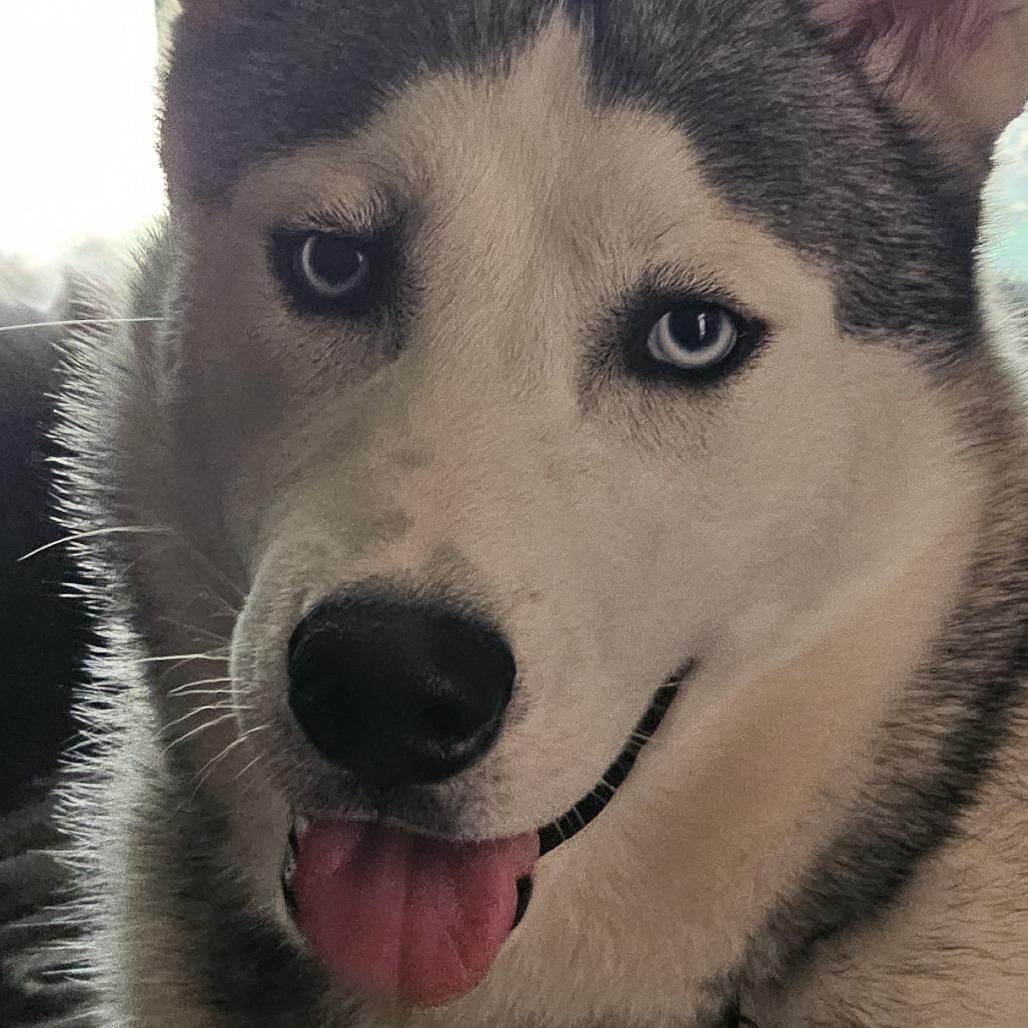 Smokey, Adoptable, Adult Male Siberian Husky.