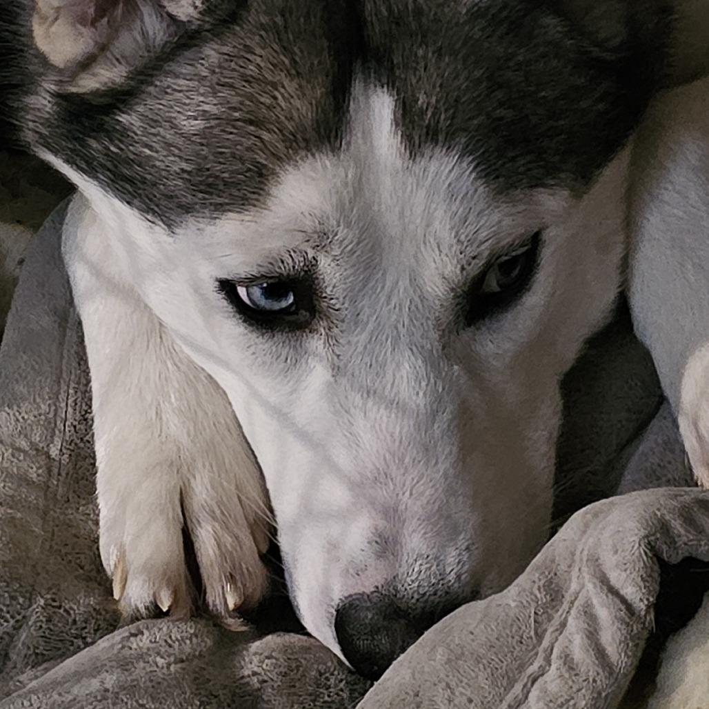 Smokey, a Adoptable Siberian Husky in Roanoke, VA image 2/6