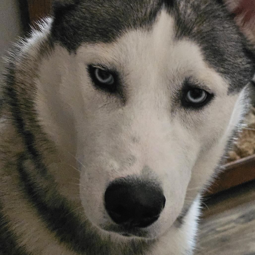Smokey, a Adoptable Siberian Husky in Roanoke, VA image 3/6