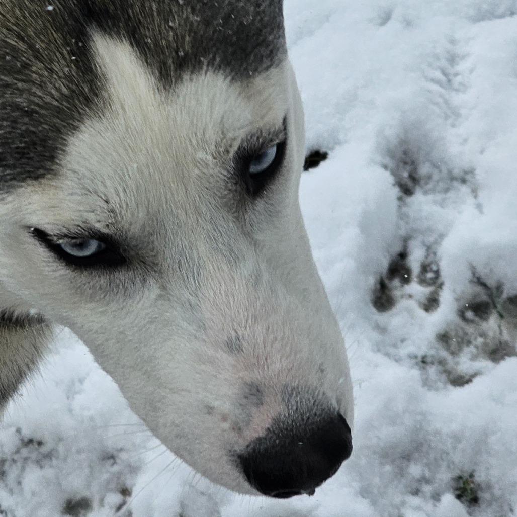 Smokey, a Adoptable Siberian Husky in Roanoke, VA image 4/6