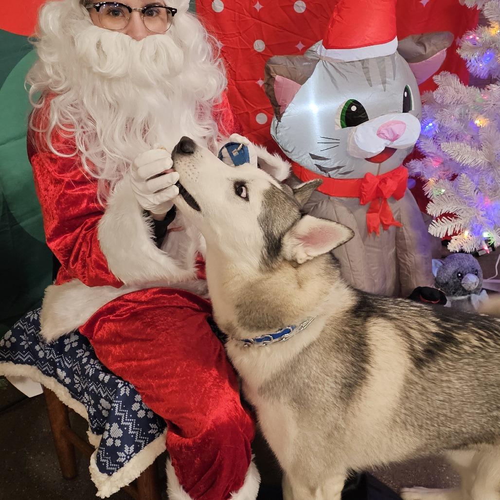 Smokey, a Adoptable Siberian Husky in Roanoke, VA image 5/6