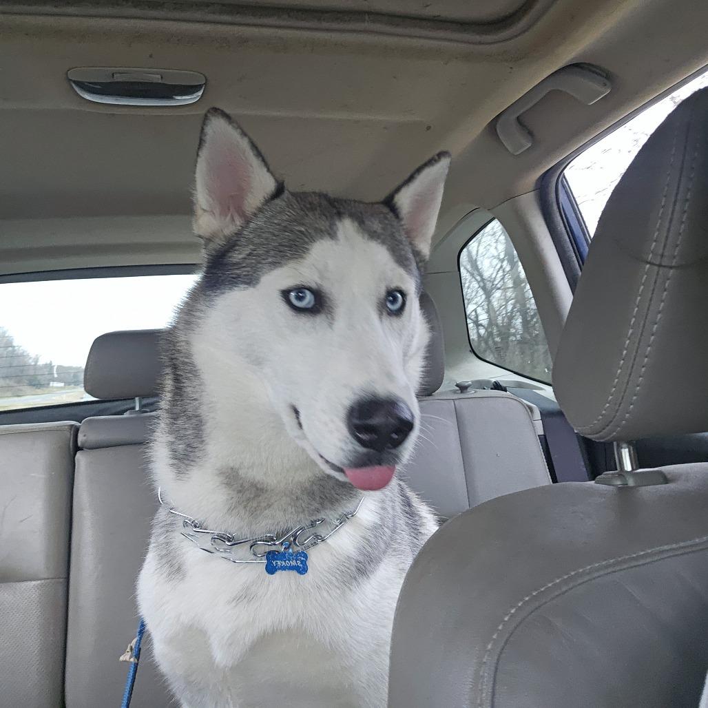 Smokey, a Adoptable Siberian Husky in Roanoke, VA image 6/6