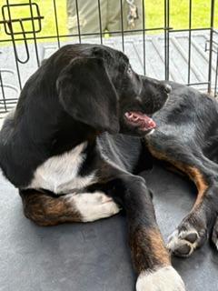 Bandit, Adoptable, Puppy Male Labrador Retriever & Bluetick Coonhound.