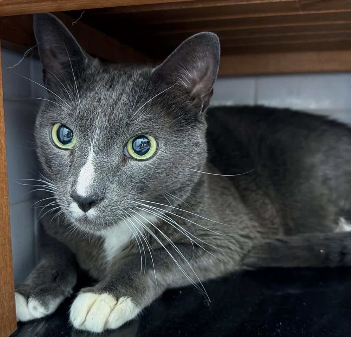 Chamomile, Adoptable, Adult Male Domestic Short Hair.