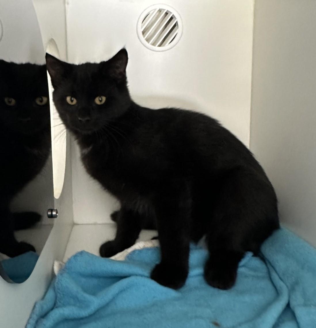 Enlarge Ares, a Adoptable Domestic Short Hair in Floyd, VA image 4/4