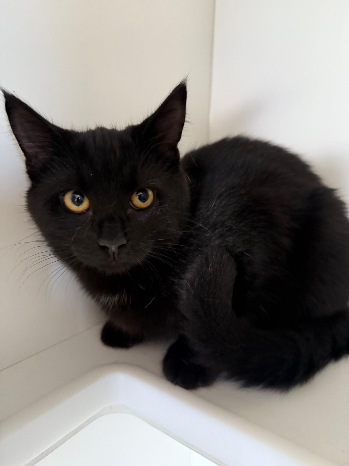 Enlarge Ares, a Adoptable Domestic Short Hair in Floyd, VA image 1/4