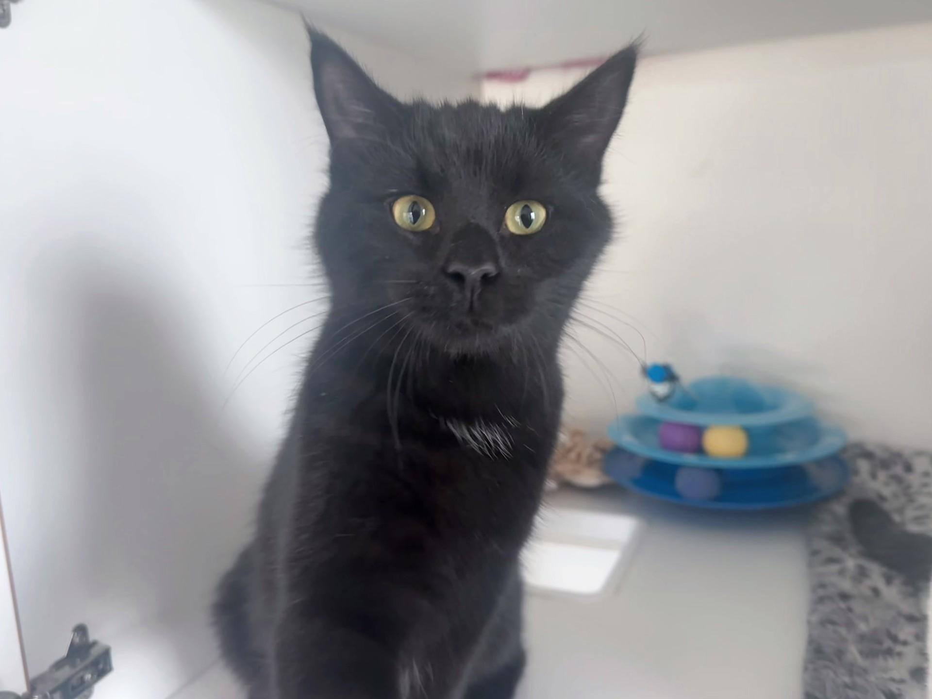 Enlarge Ares, a Adoptable Domestic Short Hair in Floyd, VA image 2/4