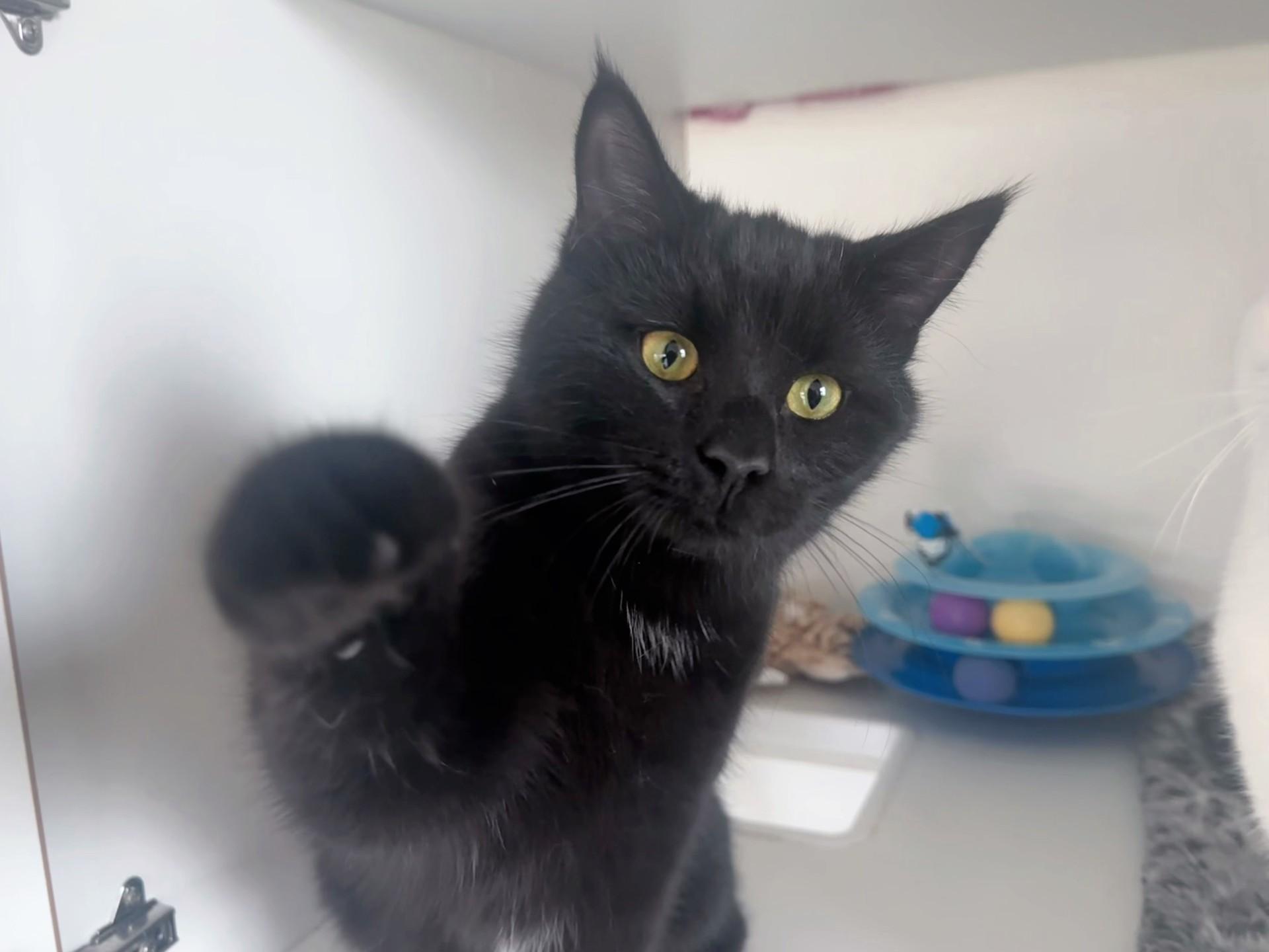 Enlarge Ares, a Adoptable Domestic Short Hair in Floyd, VA image 3/4