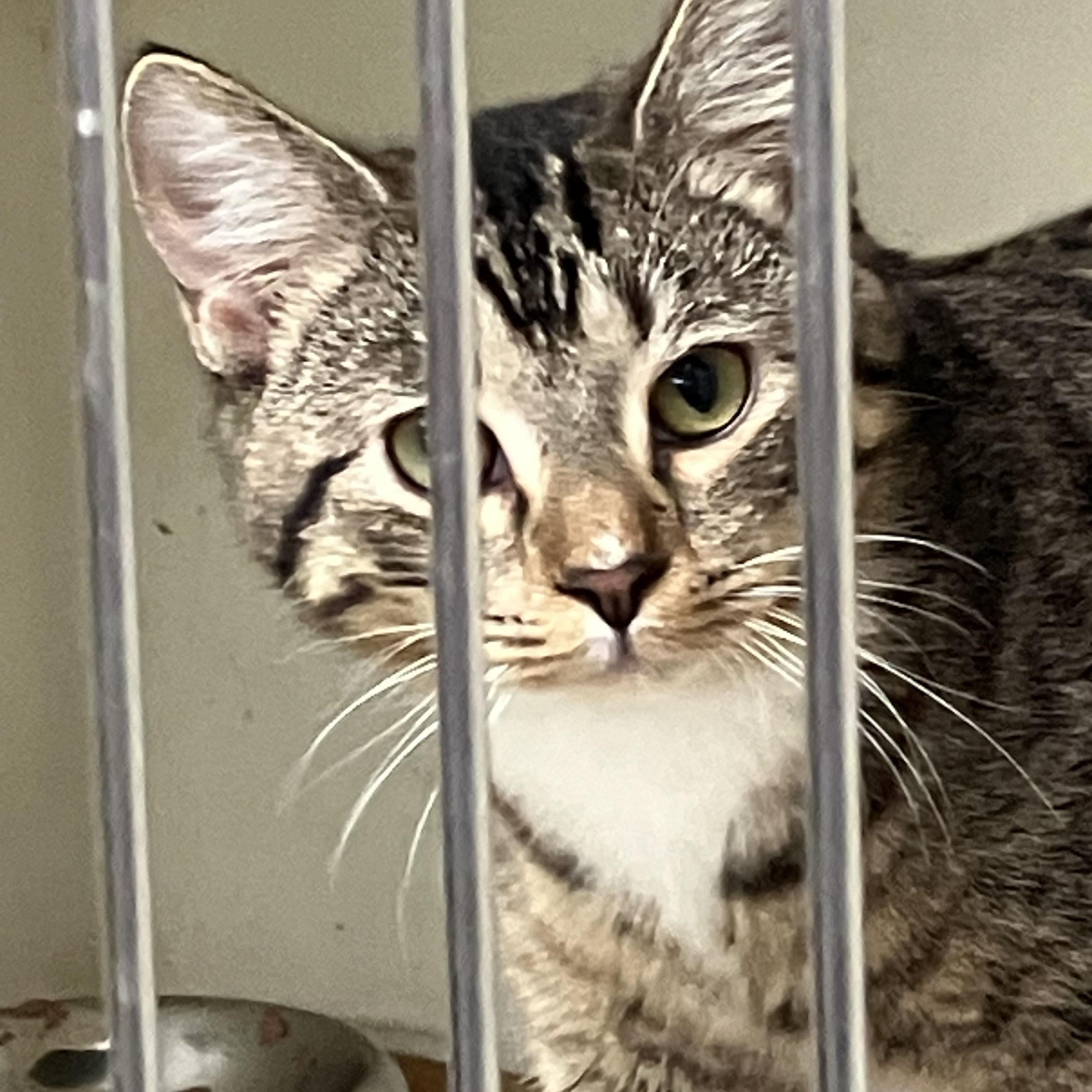 Levi, ADOPTABLE, Young Male Domestic Short Hair.