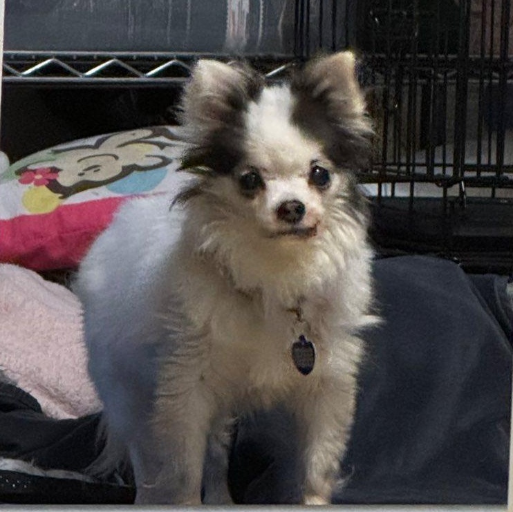 Enlarge Mini, an adopted Chihuahua in Rockville, MD image 6/6