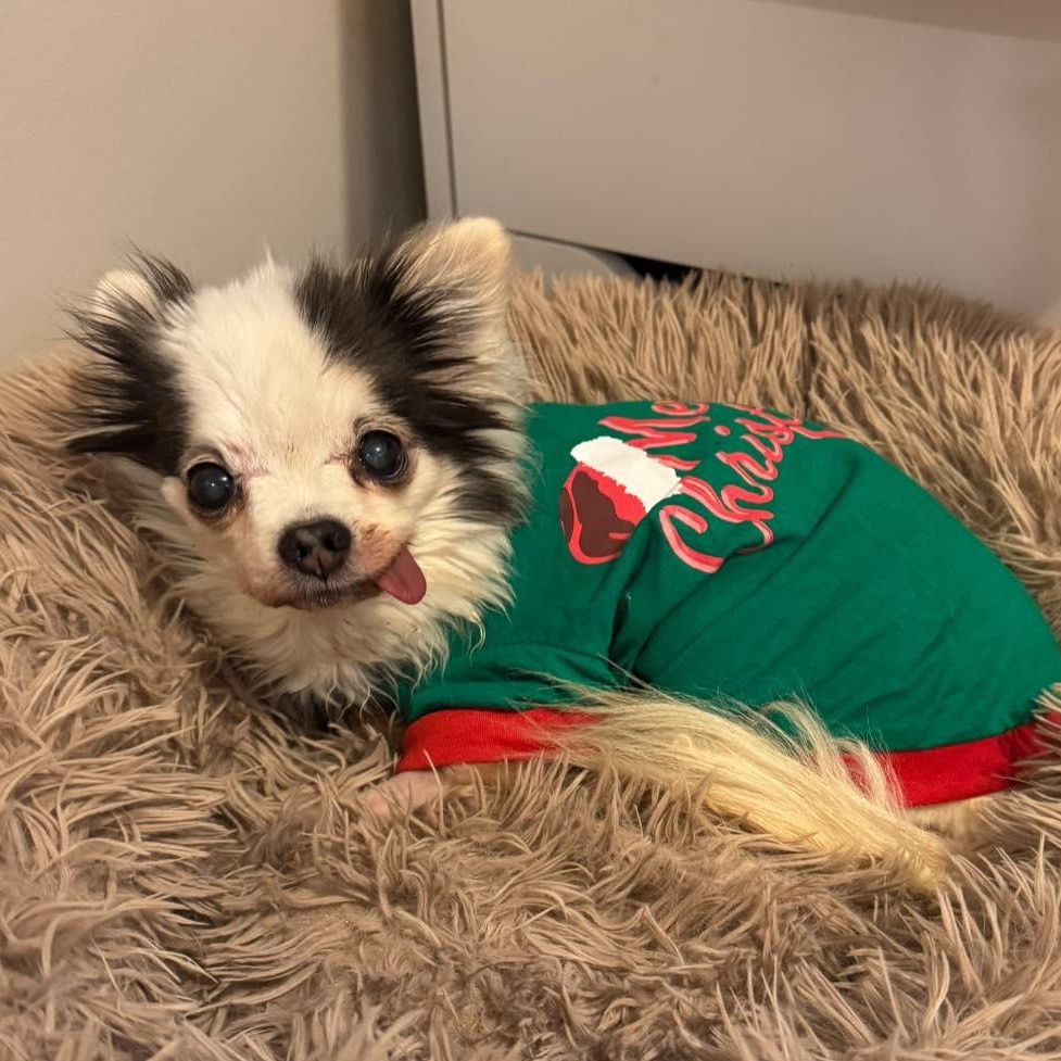 Enlarge Mini, an adopted Chihuahua in Rockville, MD image 2/6