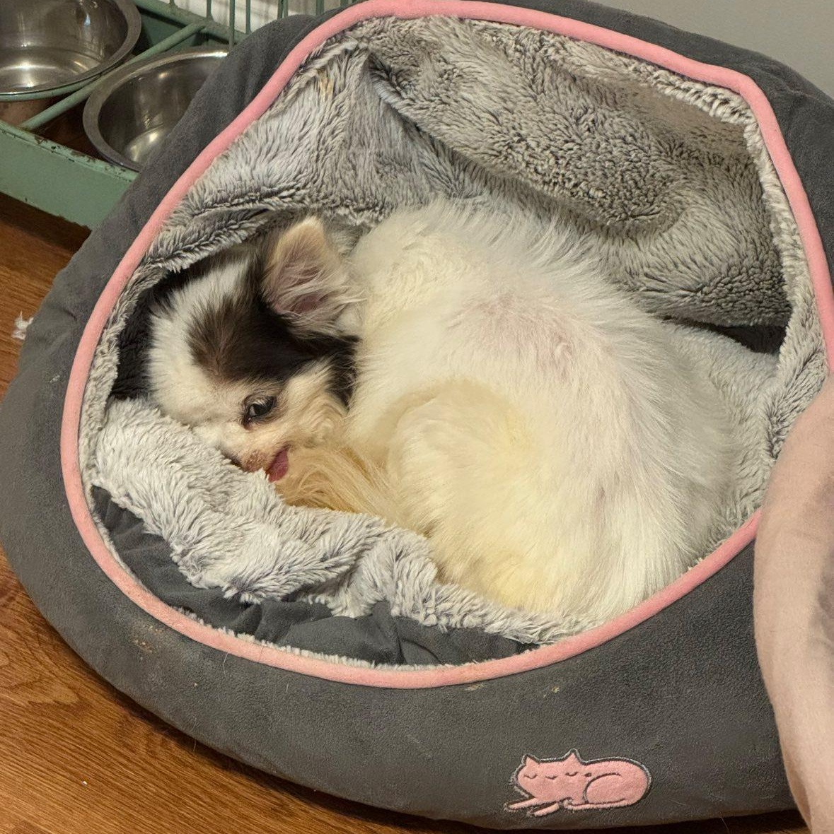 Enlarge Mini, an adopted Chihuahua in Rockville, MD image 4/6