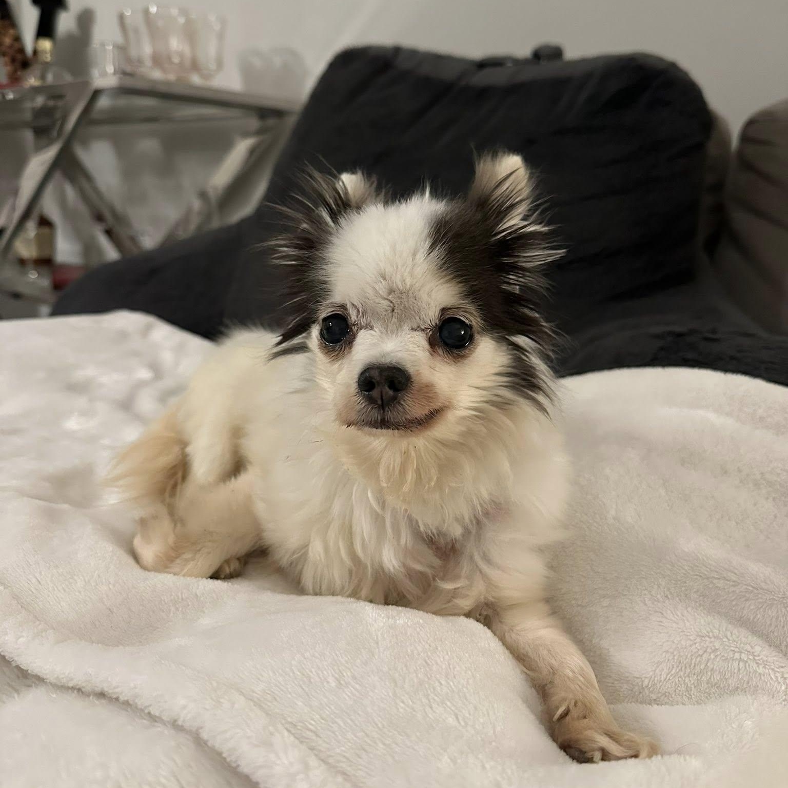 Enlarge Mini, an adopted Chihuahua in Rockville, MD image 5/6