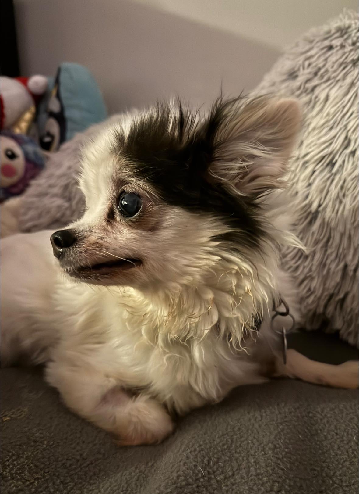 Enlarge Mini, an adopted Chihuahua in Rockville, MD image 3/6