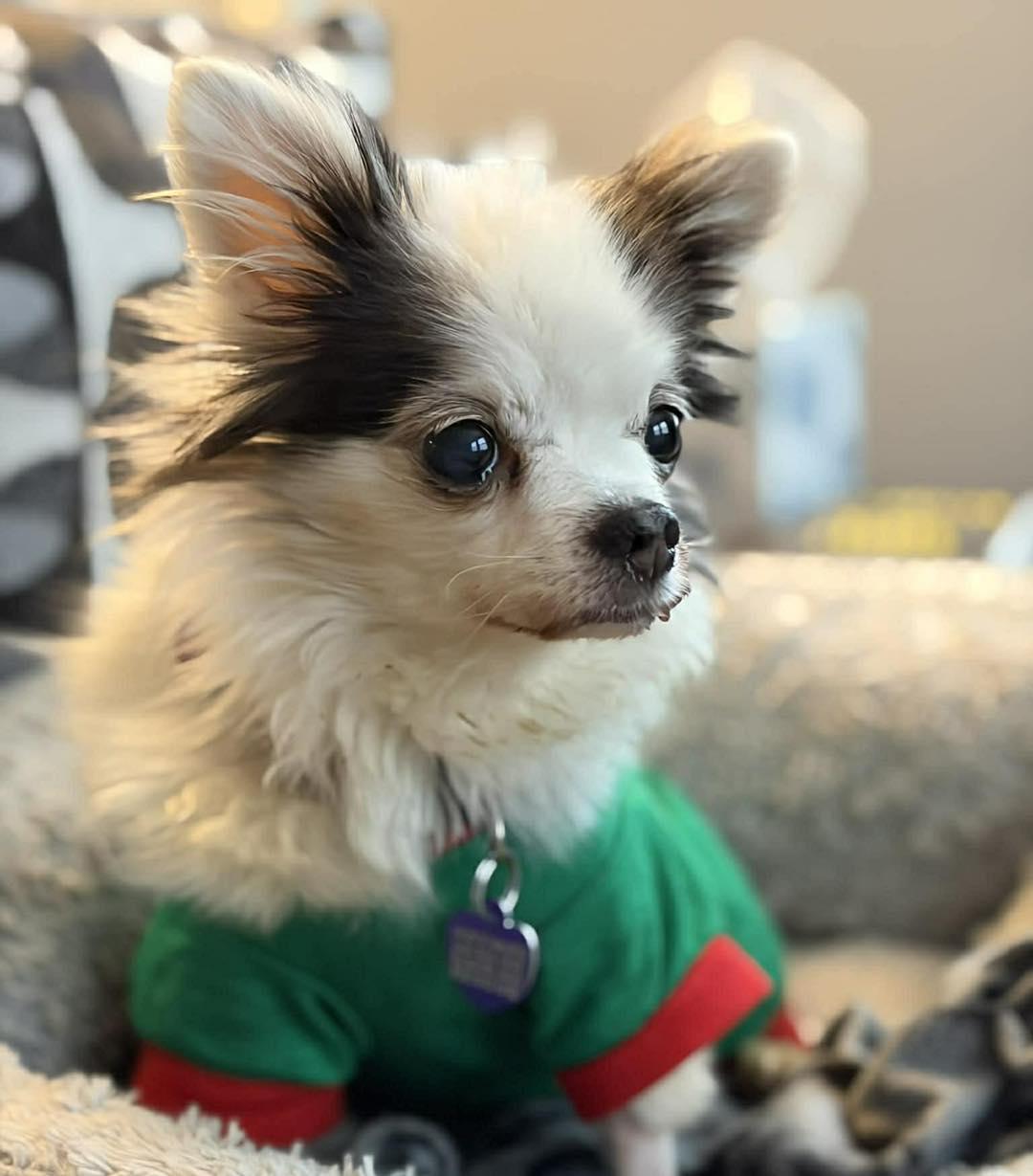 Enlarge Mini, an adopted Chihuahua in Rockville, MD image 1/6