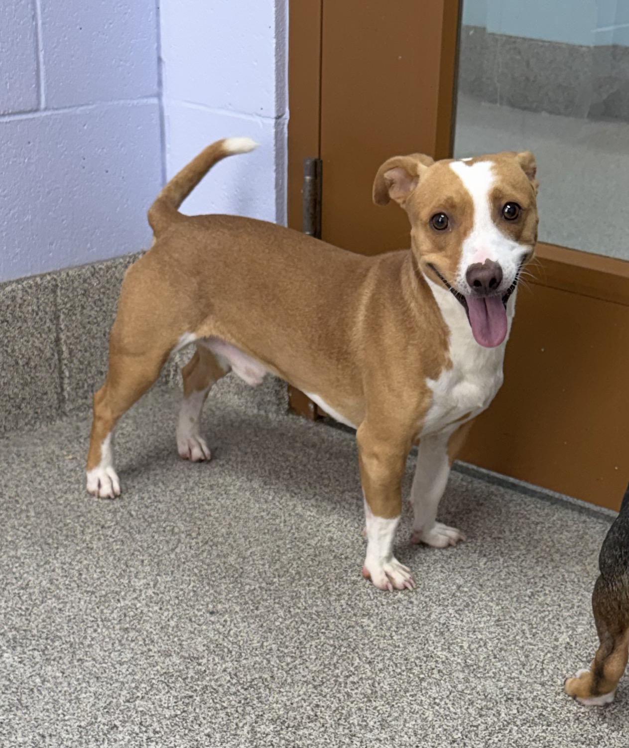 Enlarge Cowboy, a Adoptable mixed breed in East Lansing, MI image 2/3