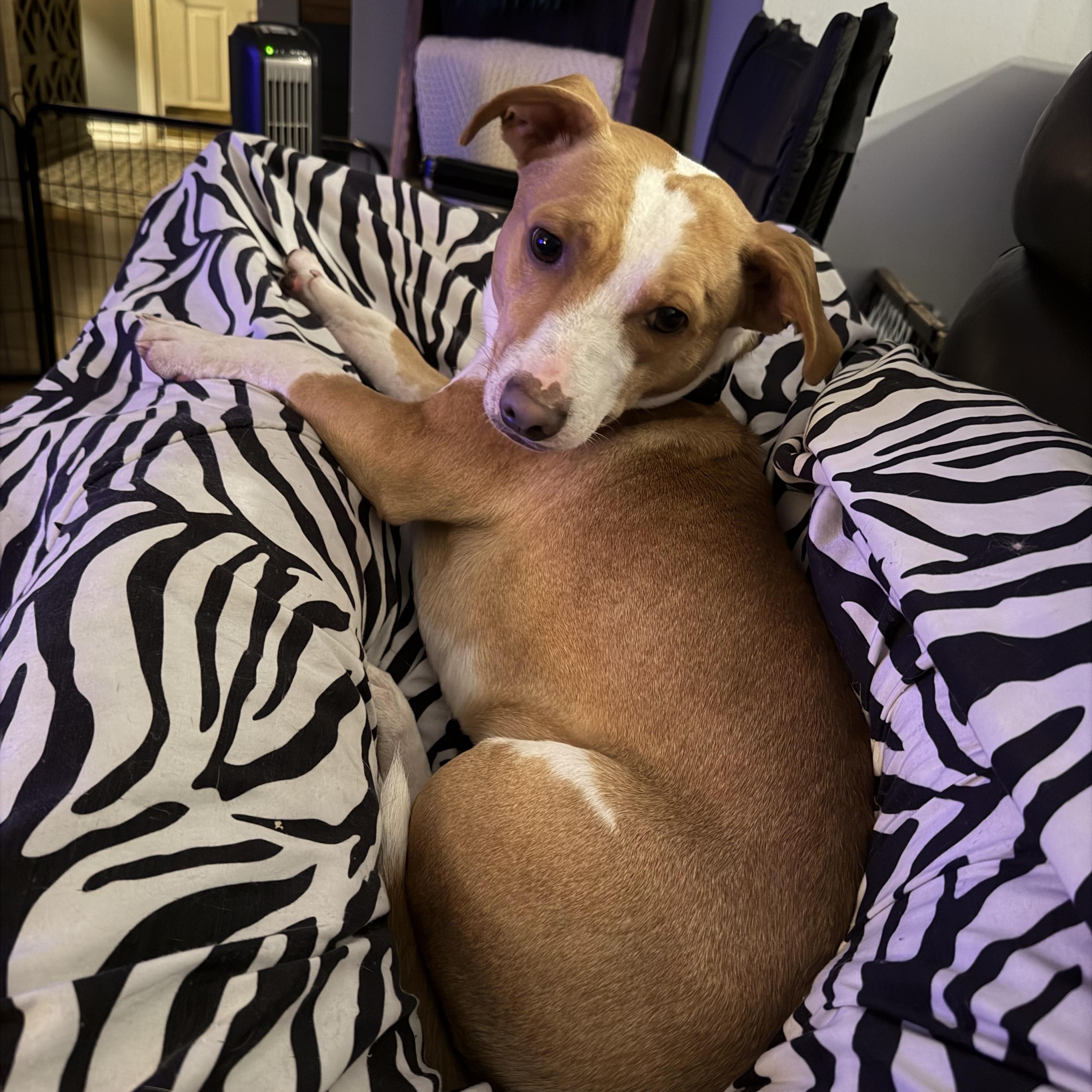 Enlarge Cowboy, a Adoptable mixed breed in East Lansing, MI image 3/3
