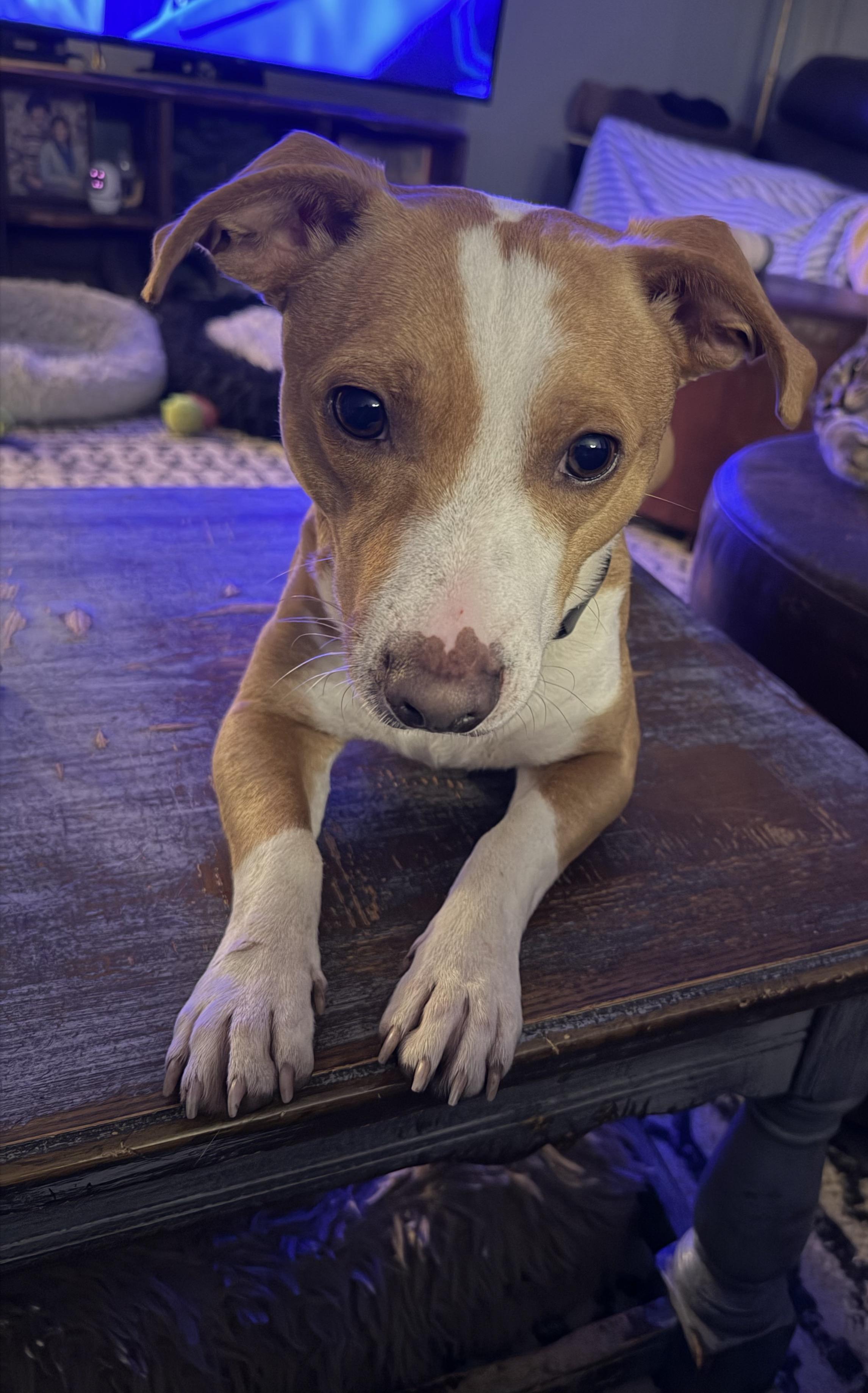 Cowboy, Adoptable, Young Male Jack Russell Terrier.