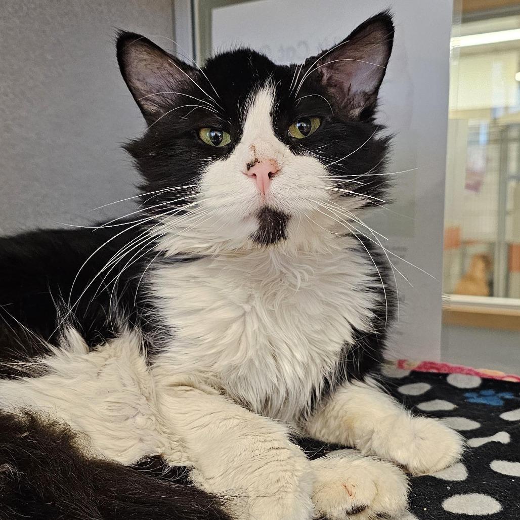 Lona, Adoptable, Adult Male Domestic Medium Hair.